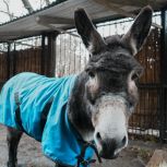 Активистки «Женского движения Единой России» навестили подшефного ослика Жорика в Московском зоопарке
