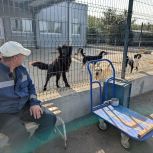 Подведены итоги реализации проекта «Защита животного мира» партии «Единая Россия»