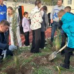 Партийцы высадили кипарисы во дворе школы №39