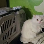 «Единая Россия» передала корма в приют для бездомных животных в Зиме Иркутской области
