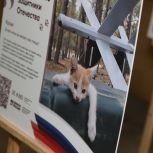 Фотовыставка, посвященная животным, ставшим боевыми товарищами участников СВО, открылась в городской Думе Нижнего Новгорода