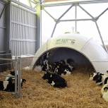 В Санчурском районе строится новая молочно-товарная ферма на 480 голов