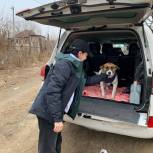 Лариса Мироненко занимается стерилизацией собак в Ленинском районе