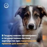 «Единая Россия» внесла в Госдуму законопроект о государственно-частном партнёрстве при создании приютов для животных