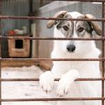 В Госдуме поддержали предложения «Единой России» по защите людей от бродячих собак