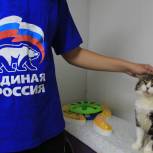 В Госдуме поддержали предложения «Единой России» по защите людей от бродячих собак