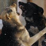 В Госдуме поддержали предложения «Единой России» по защите людей от бродячих собак