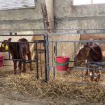 В Пензенской области продолжается активная работа по направлению молочного животноводства
