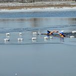 В рамках зимнего марафона «Сила России» в Волжском прошли соревнования по зимнему плаванию и «закал-забег» «МоржеРан»