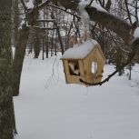 Курские единороссы продолжают участвовать в акции «Покормите птиц зимой»