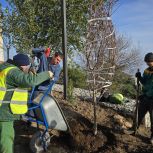 По Народной программе в Ялте проводятся работы по озеленению общественных территорий