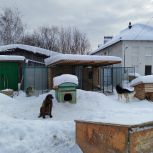 Котласские общественники и депутаты-единороссы объединились для помощи приюту "Право на жизнь"