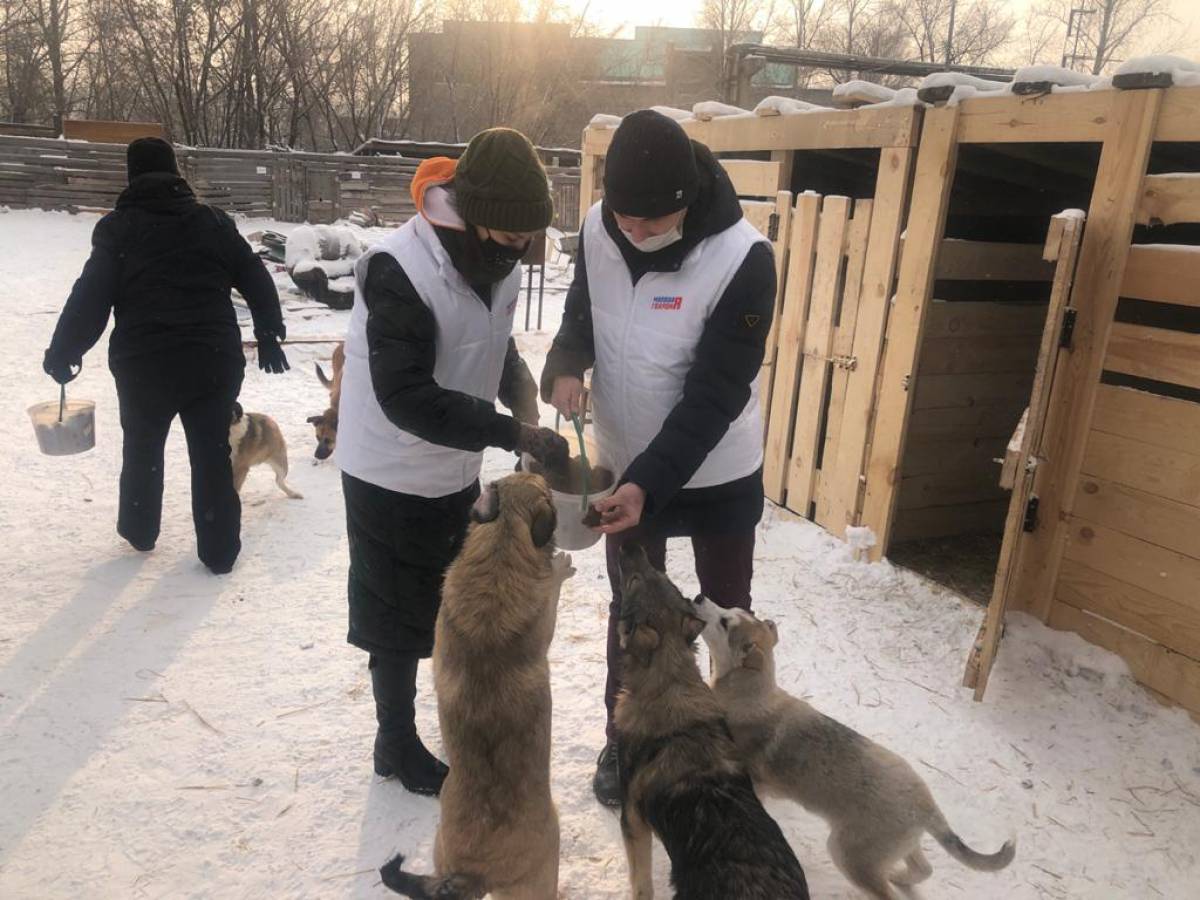 Волонтеры вновь навестили хвостатых друзей в приюте «Алькин дом»