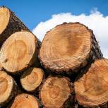 Поправки «Единой России» в Лесной кодекс о создании единой системы учета древесины приняли во втором чтении