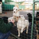 Минприроды поддержало инициативу «Единой России» о строительстве приютов для животных за счет софинансирования из федерального бюджета