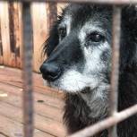Чебаркульский депутат Алексей Карасев поможет городскому приюту для безнадзорных животных «Друг»
