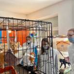 В Волгограде активисты МГЕР передали в приют для кошек корм, средства гигиены и хозяйственные принадлежности