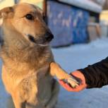 «Единая Россия» передала корм в приюты для животных в Московской области и Пермском крае