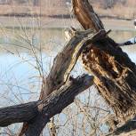 Депутаты Гордумы Краснодара помогли очистить Остров Масленицы от упавших во время штормового ветра деревьев