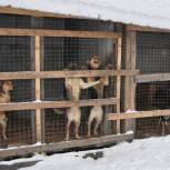 В Кемеровской области депутаты «Единой России» передали корм в приют для бездомных животных