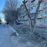 Депутат «Единой России» организовал опиловку деревьев в Советском районе