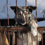 Нижегородские активисты «Единой России» передали благотворительную помощь в приют для бездомных животных