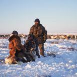 На Чукотке повысится зарплата оленеводов и морзверобоев