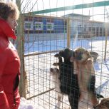 Единороссы привезли корм в приют для бездомных животных «Добрый город»