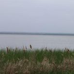 В рамках партпроекта «Чистая страна» Пензенская область присоединилась к проекту «Водорослям крышка. Амбассадоры рек»