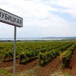 В 2021 году на Кубани запланировано заложить еще 1,7 тыс. га молодых виноградников