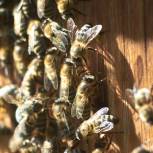 «Защита животного мира»: координатор партпроекта Валерий Шрейдер взял под контроль ситуацию с гибелью пчёл в Новосибирской области
