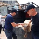 Сайгидпаша Умаханов передал семьям участников СВО жертвенных животных