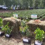 В Чебаркульском районе состоялась сельскохозяйственная выставка «День поля - 2023»