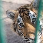 Петербургский координатор проекта «Защита животного мира» Антон Рудаков навестил с подарками хоспис для тигров