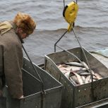 Благодаря «Карте развития Югры» объём рыбного производства в Кондинском районе увеличился на 40%