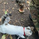 Новгородские единороссы доставили в Курскую область 500 килограммов корма для животных