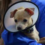 «Единая Россия» проводит благотворительную акцию «Лучший друг»