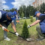 Туи посадили возле гимназии № 29 в Пскове