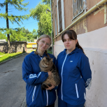 Партийцы нашли пропавшую кошку