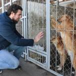 Госдума приняла во втором чтении законопроект «Единой России» о ГЧП при строительстве приютов для животных