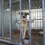 1 июля в Камчатском крае вступают в силу новые законы по обращению с бездомными животными