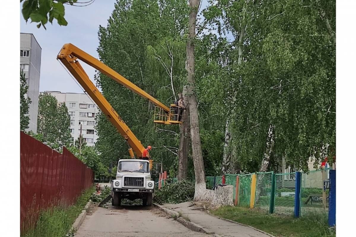 В Ульяновске продолжается снос аварийных деревьев на социальных объектах