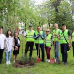 Активисты «Единой России» высадили молодые кедры в городском парке Хабаровска