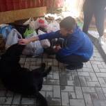 Молодогвардейцы Октябрьского района Саратова передали в приют корм для животных