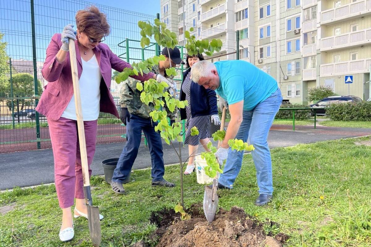 Депутаты Балашихи высадили липы во дворе дома на улице Маяковского