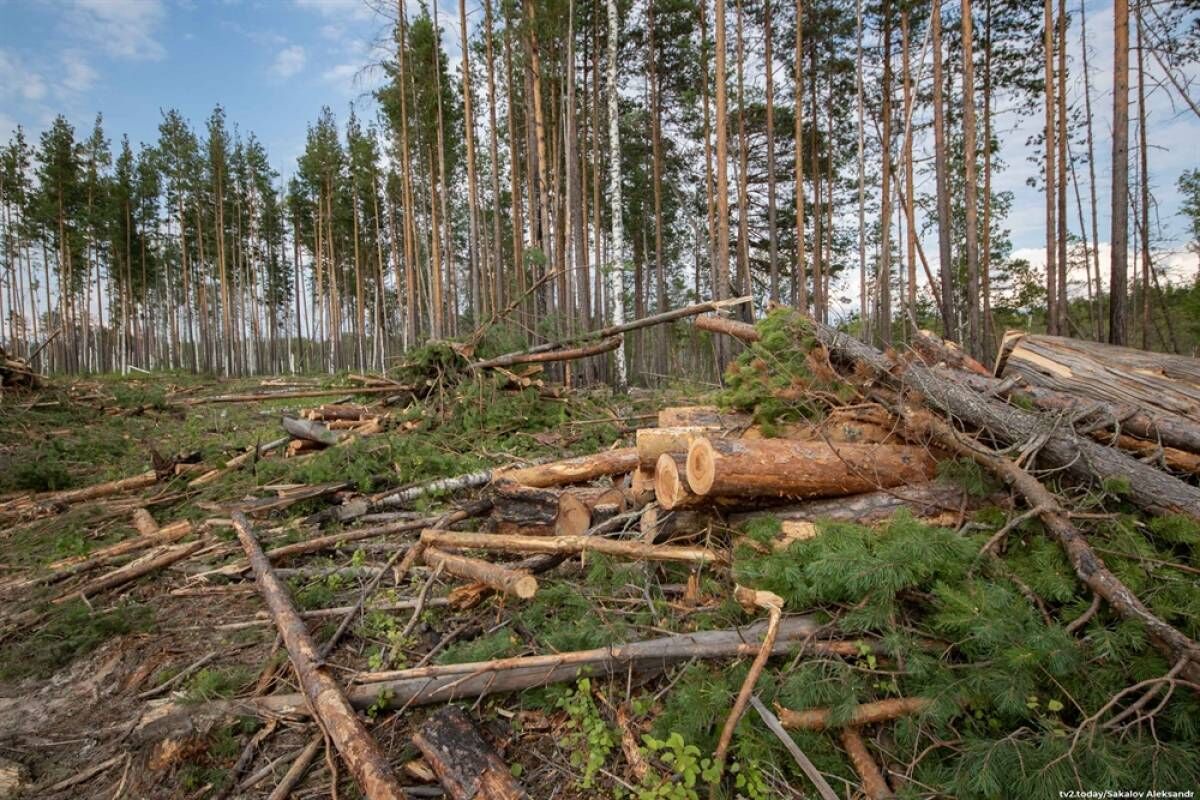 Купить Погрузчик Леса В России