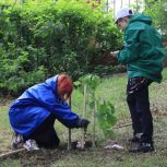 В День эколога партийцы высадили дубовую рощу в Хабаровске