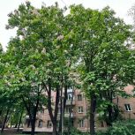 Александр Сапронов: В плотной городской среде зелёные дворы — это глоток воздуха