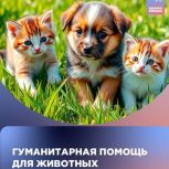 «Единая Россия» объявляет сбор гуманитарной помощи для животных
