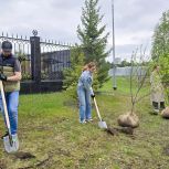 В Когалыме партийцы высадили свыше 70 деревьев в честь участников СВО